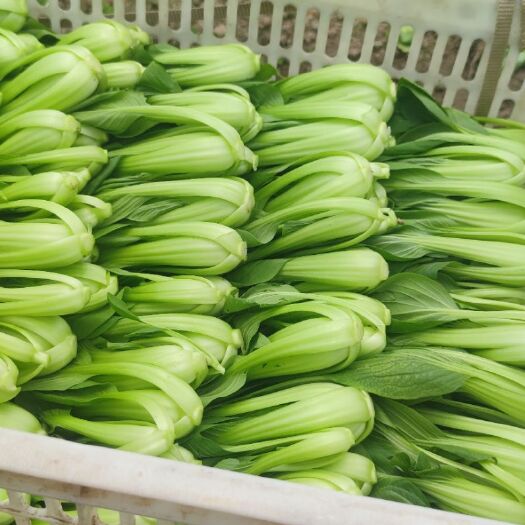 辰溪县上海青 时鲜蔬菜