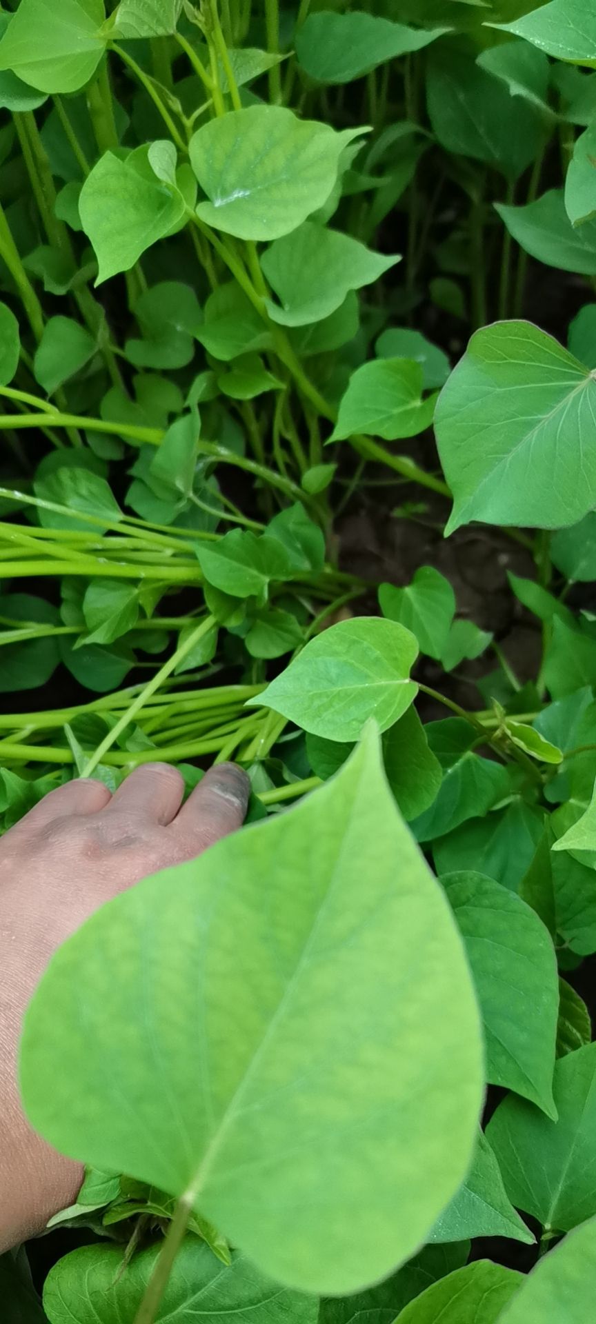 秦薯5号红薯苗（原种） ≥98% ≥90%