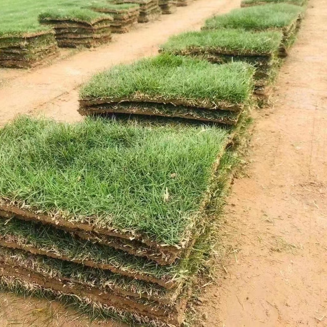 马尼拉草皮  马尼拉