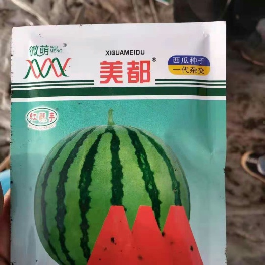 宿州美都西瓜苗  美都嫁接西瓜苗