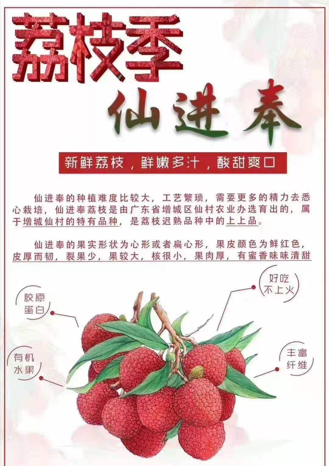 仙进奉荔枝苗广州增城区正品嫁接苗品种好易管理厂家苗圃直销包邮