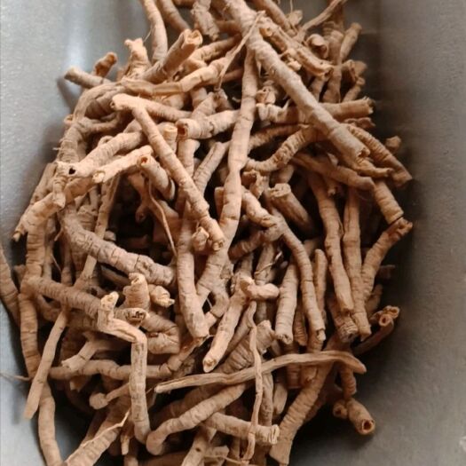 安国市远志各种规格远志筒