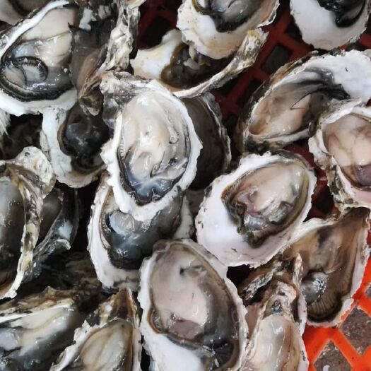 饶平县牡蛎 潮州蚝小蚝0.3一个