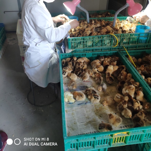 沭阳县 杂交改良红瑶鸡苗
