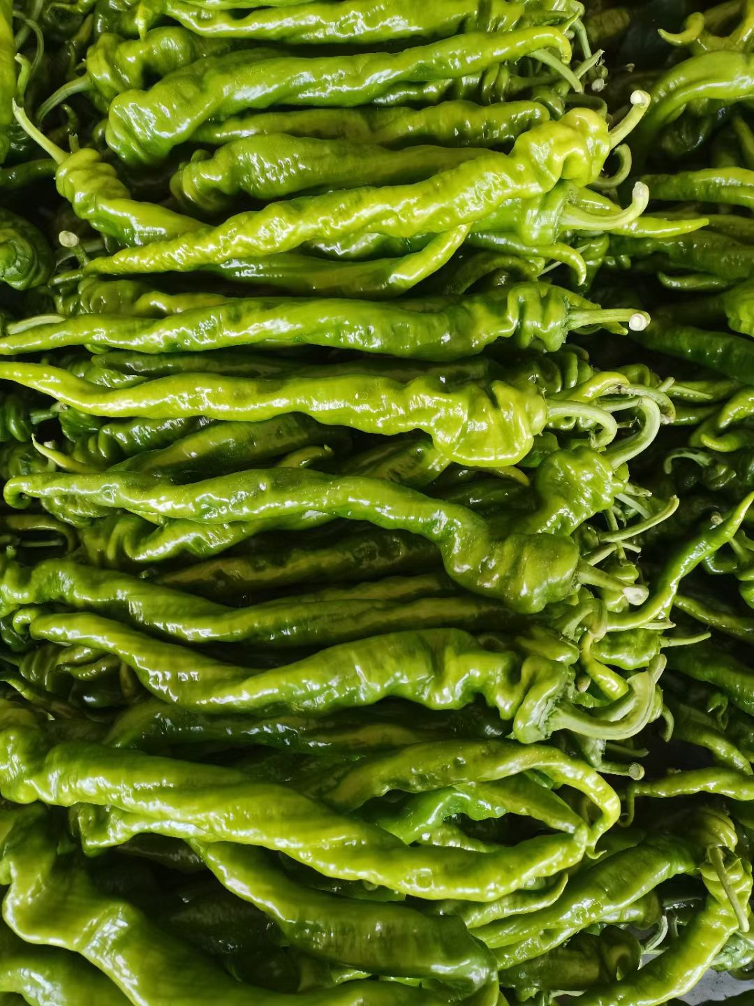 河北唐山大量上市螺丝椒