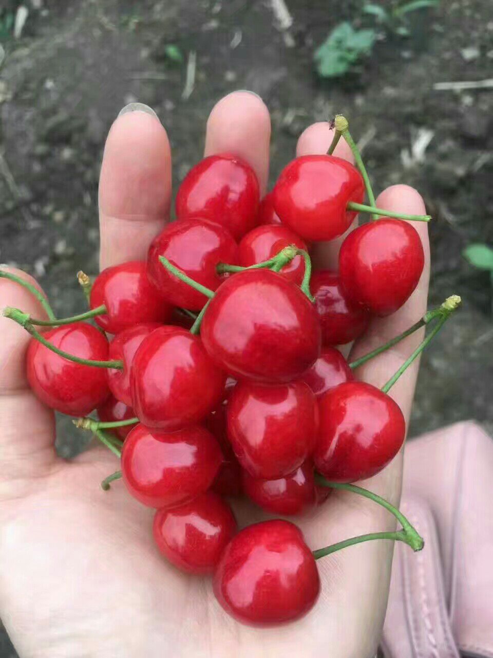 甜樱桃苗  红妃樱桃苗  自花结实 一棵也挂果 大颗粒纯甜口