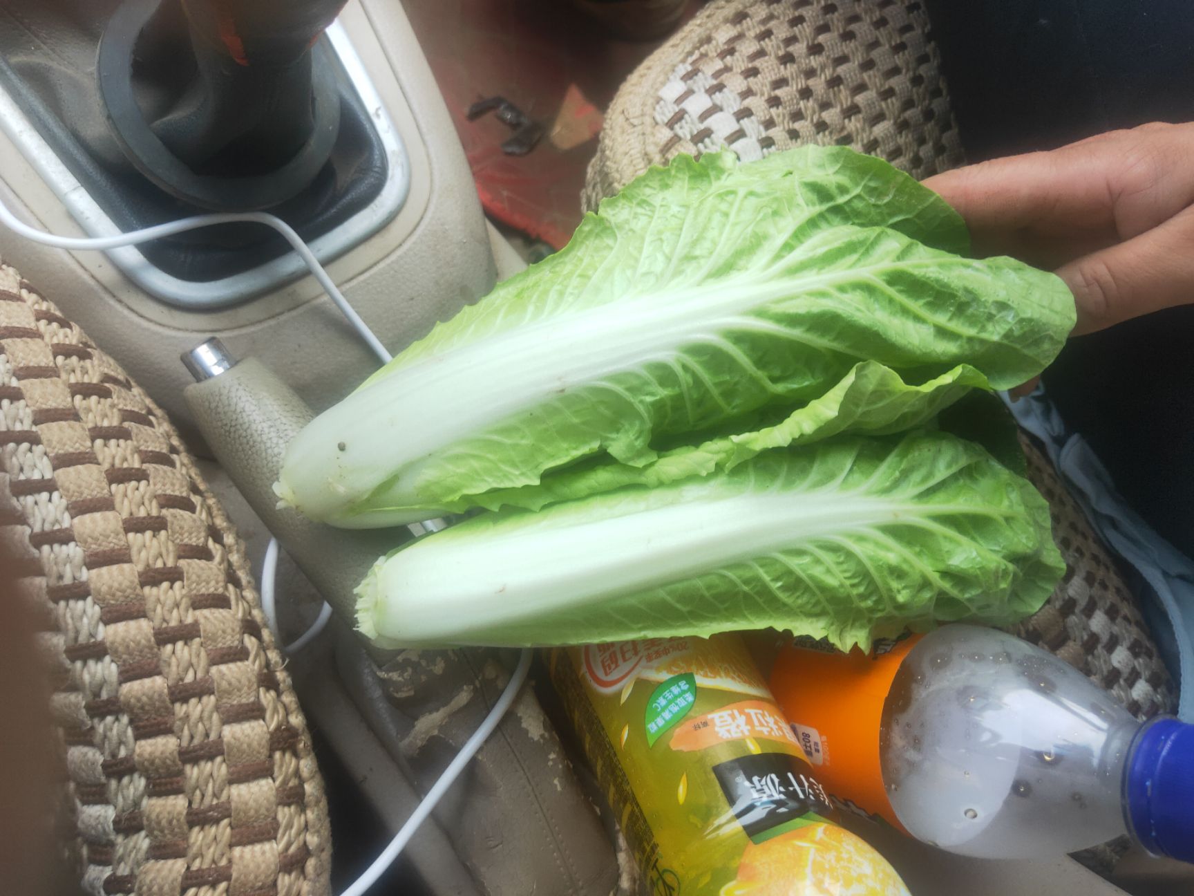 上海青 精品小棵小油菜。精品生菜。芹菜。杭白菜。大量上市，