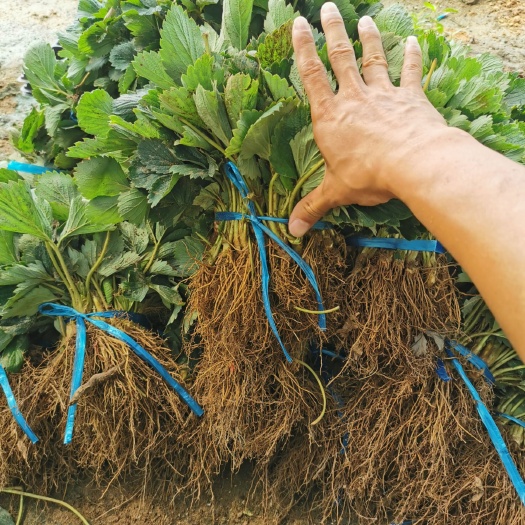 诸城市红颜草莓苗 根系好 可实地考察 大棚草莓苗品种 草莓苗批发