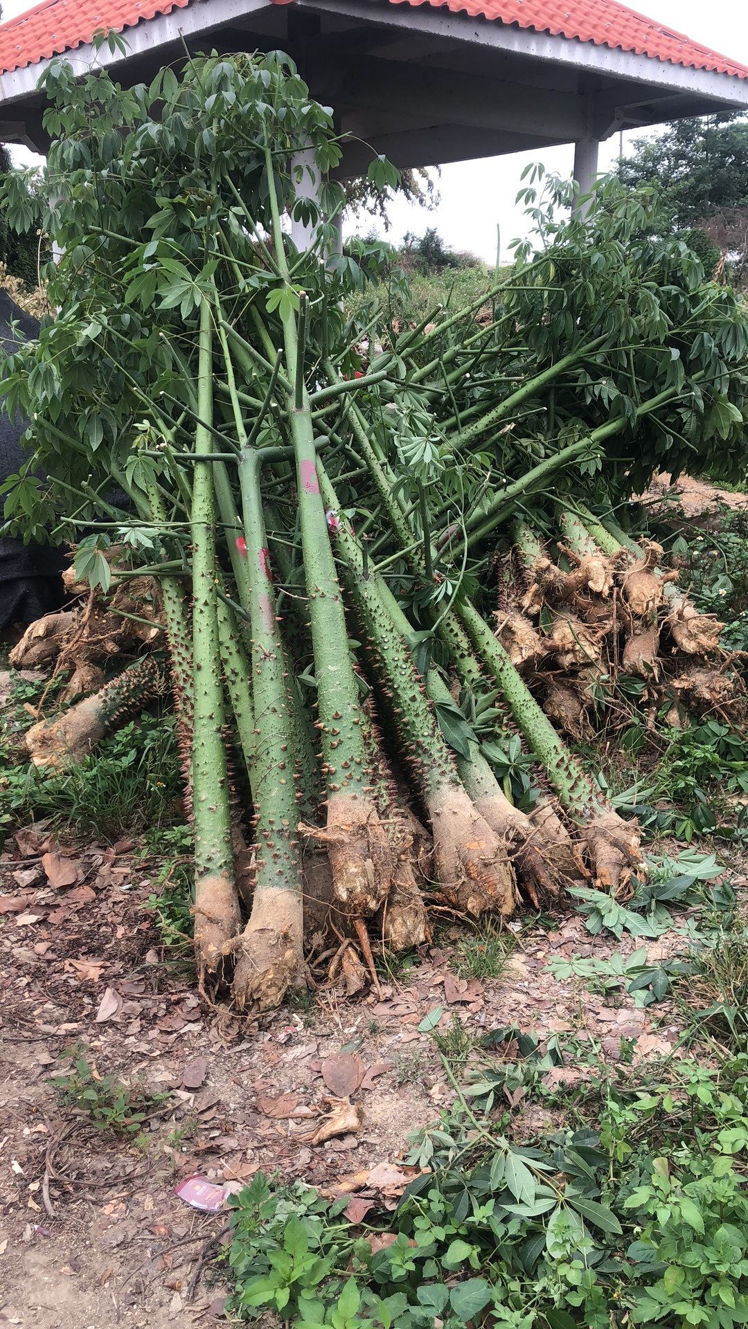 美丽木棉  广东普宁美丽异木棉 产地直销