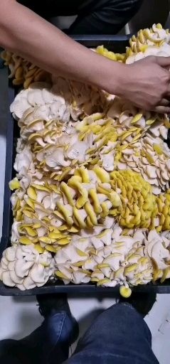 昆明新鮮雞油菌，野生菌，放野生種植，一件代發(fā)