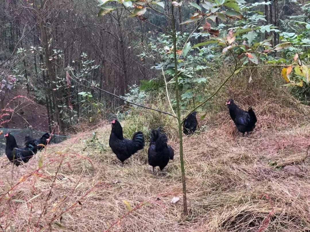 黑羽乌鸡  筠连各地皆产，有全乌骨、半乌骨之别。以反毛、纯白毛全乌骨鸡