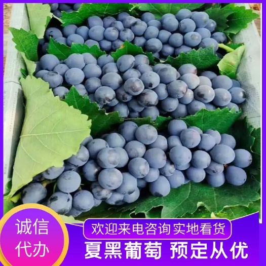 峨眉山市夏黑葡萄 无核 高糖 低酸 香味浓郁 肉质细脆硬度适中 量大