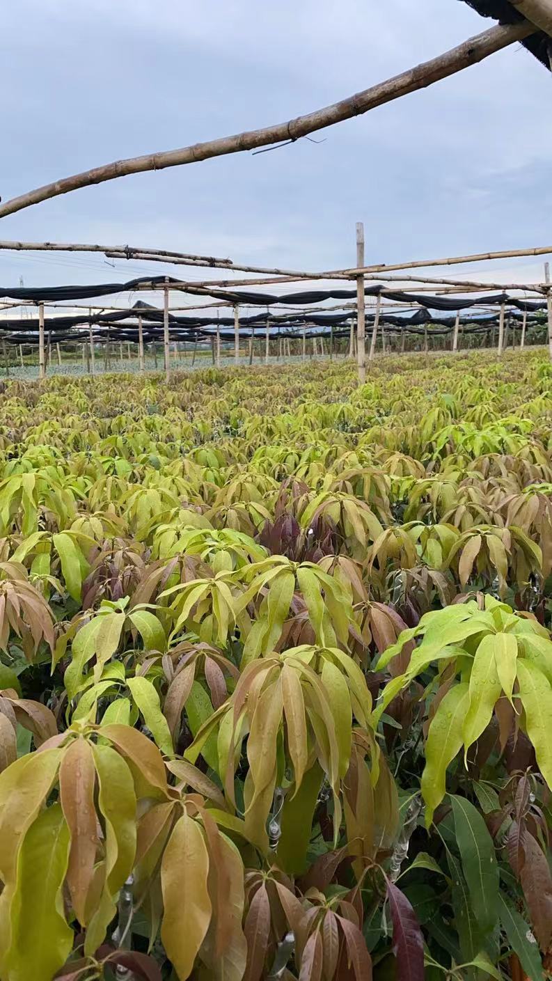 供应大量台农一号芒果苗，台农苗，台农一号嫁接苗