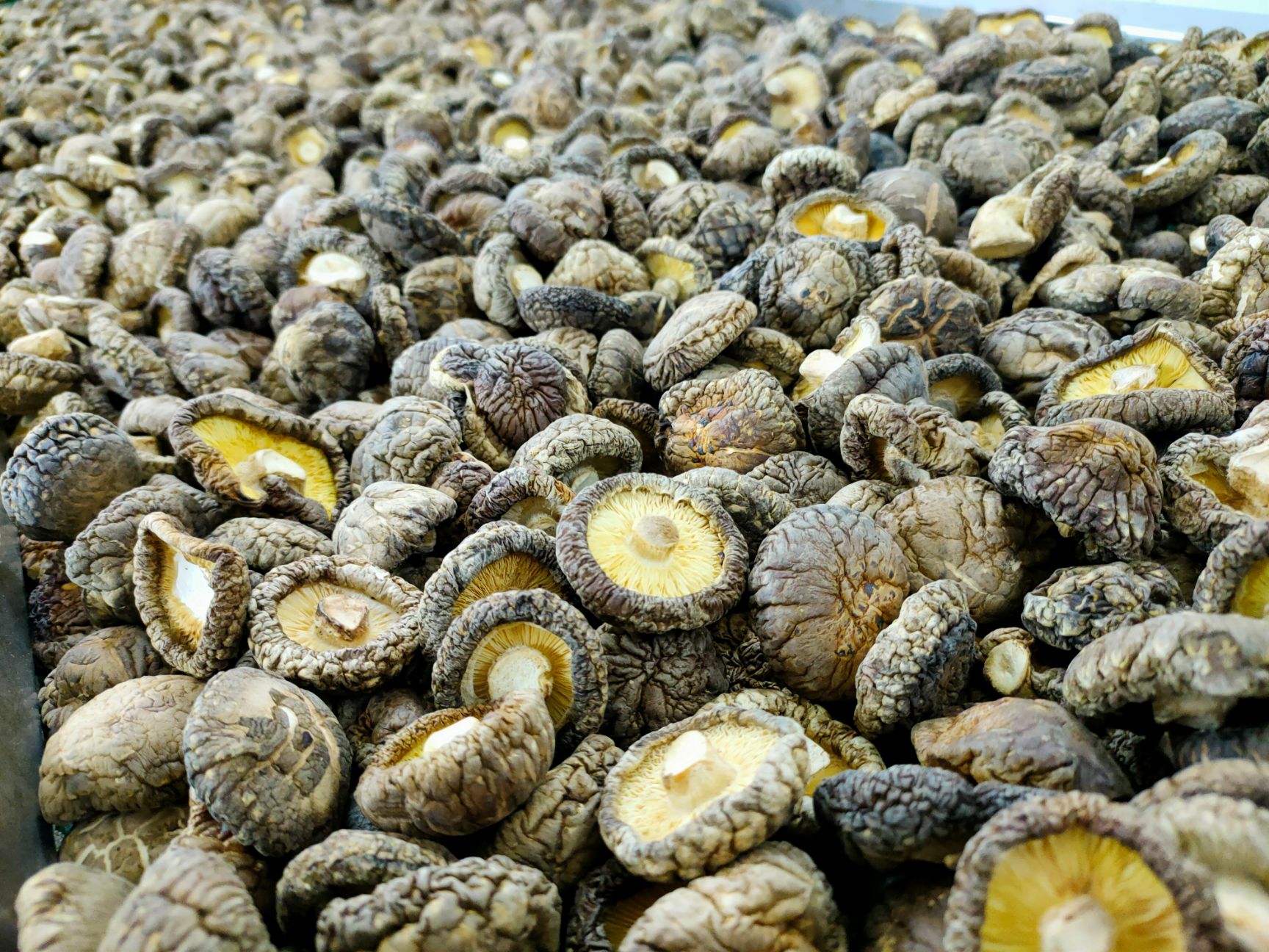 春栽香菇干货板菇光面菇肉厚干净平脚春栽冬菇源头产地工厂直销