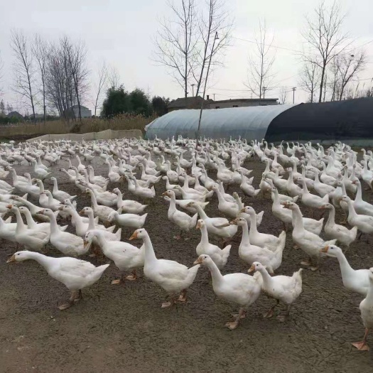滨海县 肉鹅