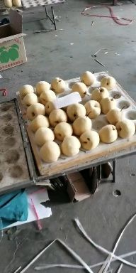 临猗县酥梨 四季红果业现货供应