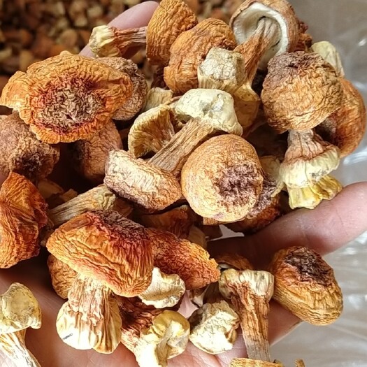 姬松茸金黄小菇，产地直发，自产自销专业种植合作社