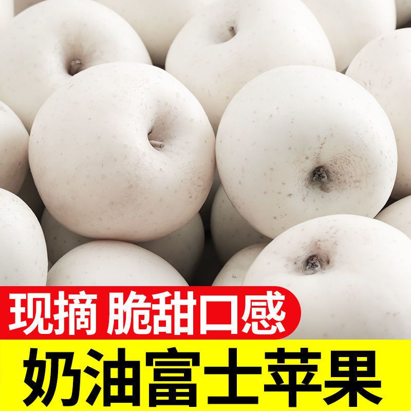 奶油富士 烟台新鲜奶油苹果牛奶脆甜富士苹果现摘现发当季新鲜