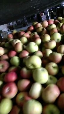 瓦房店市卖自己家不套袋国光苹果