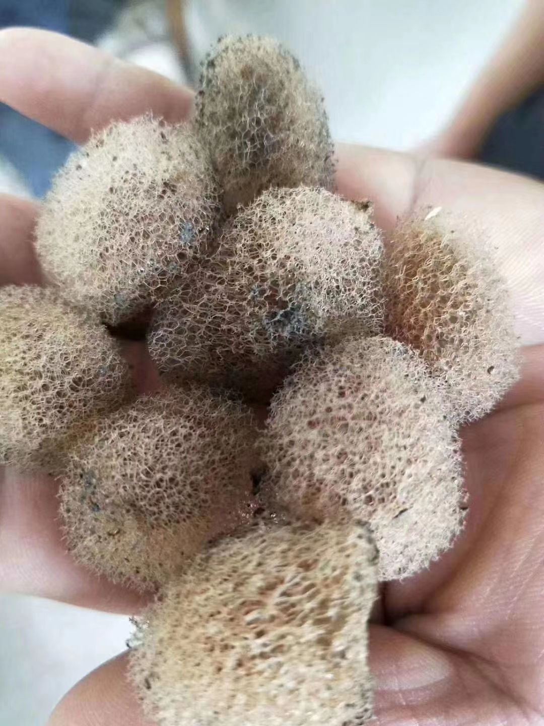 水蛭卵茧幼苗青年苗种蛭宽体金线蛭养殖技术资料量大送开口料