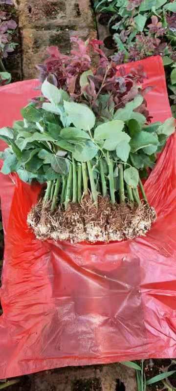 玫瑰苗  黑魔术，颜色漂亮，成活率高