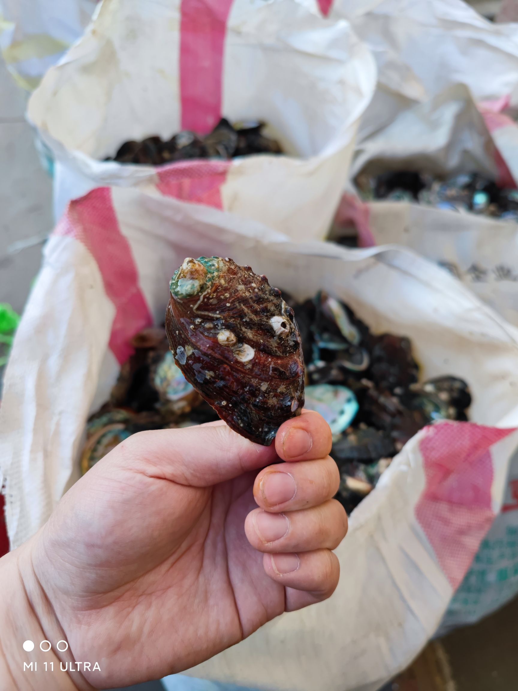  大量鲍鱼壳现货20吨，每天新出三吨左右有要的联系我