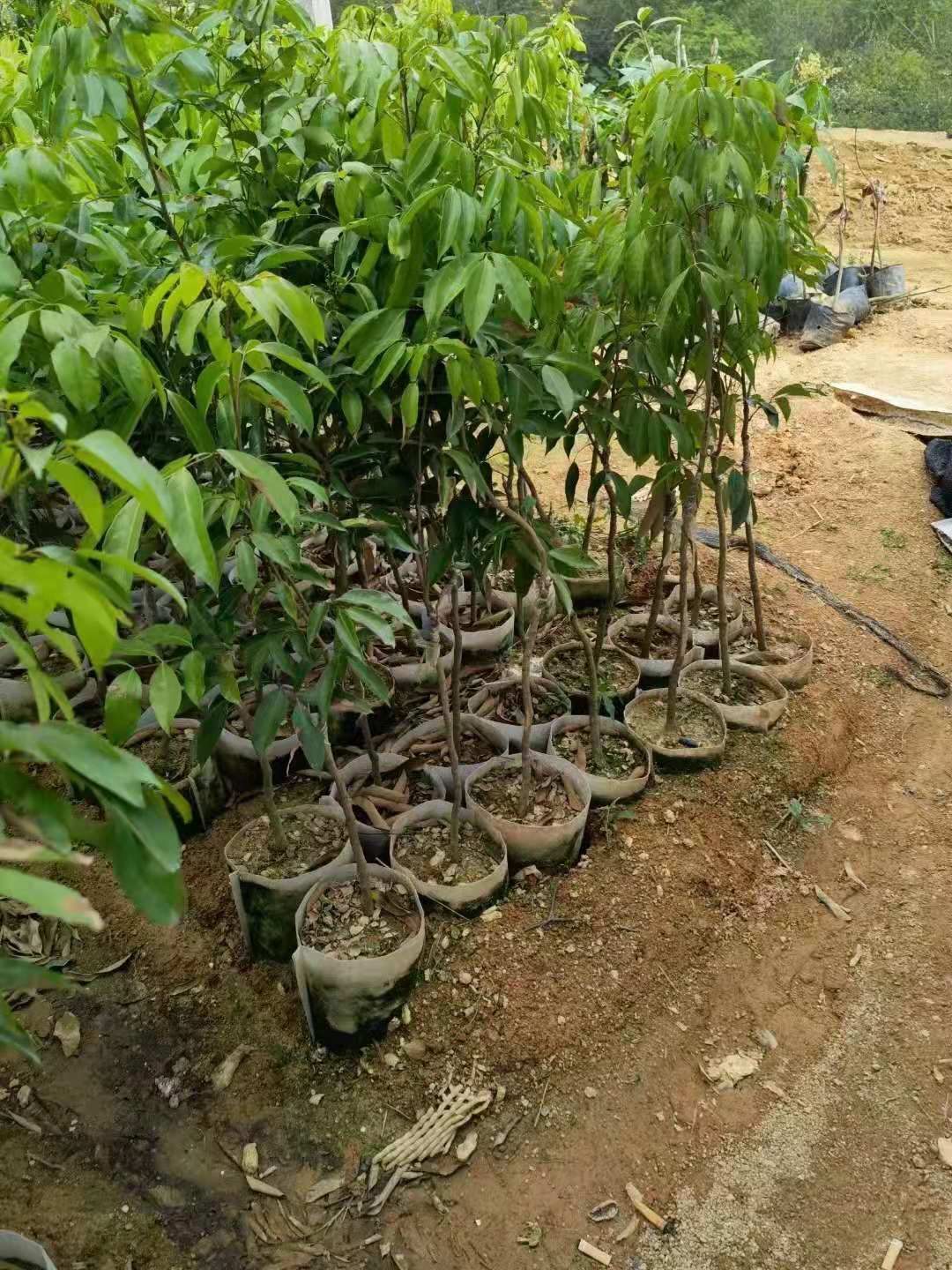 仙进奉荔枝苗广州增城区正品嫁接苗品种好易管理厂家苗圃直销包邮