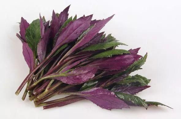 紫背天葵  紫背菜，又名观音菜，货源充足，保证质量