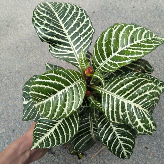 漳平市金脉爵床盆栽  金银爵位，金苞银  花开出来像宝塔。基地直销  质量保证