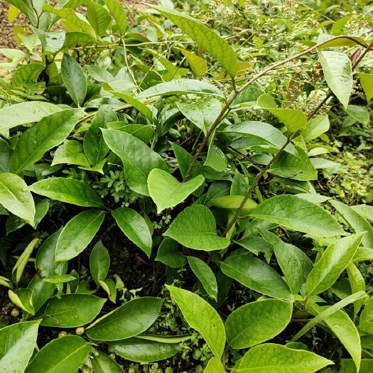 灌阳县 黑老虎，布福娜，冷饭团两年苗