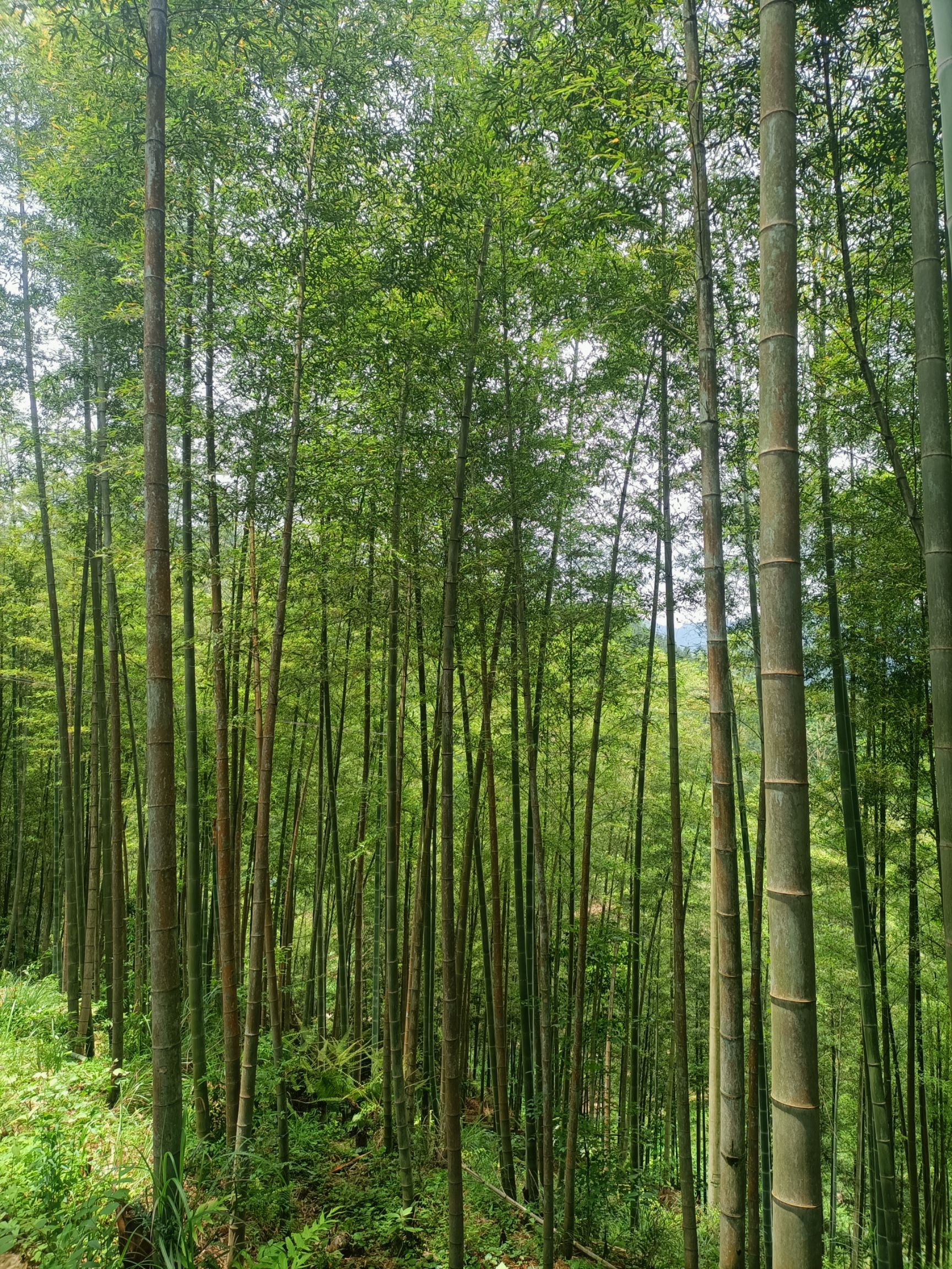 竹筒