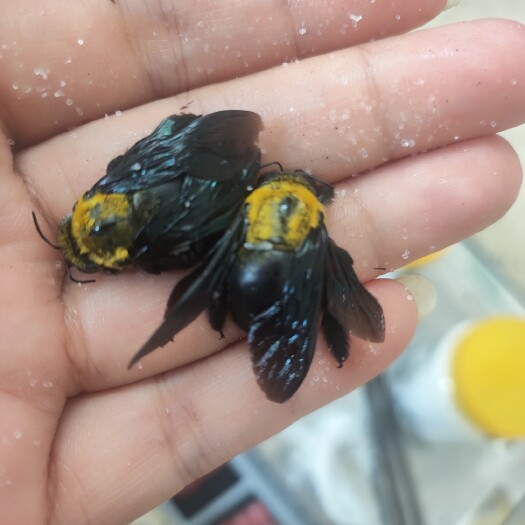 岑溪市蜜蜂 蜂房  乌竹蜂竹筒蜂盐竹蜂活竹蜂