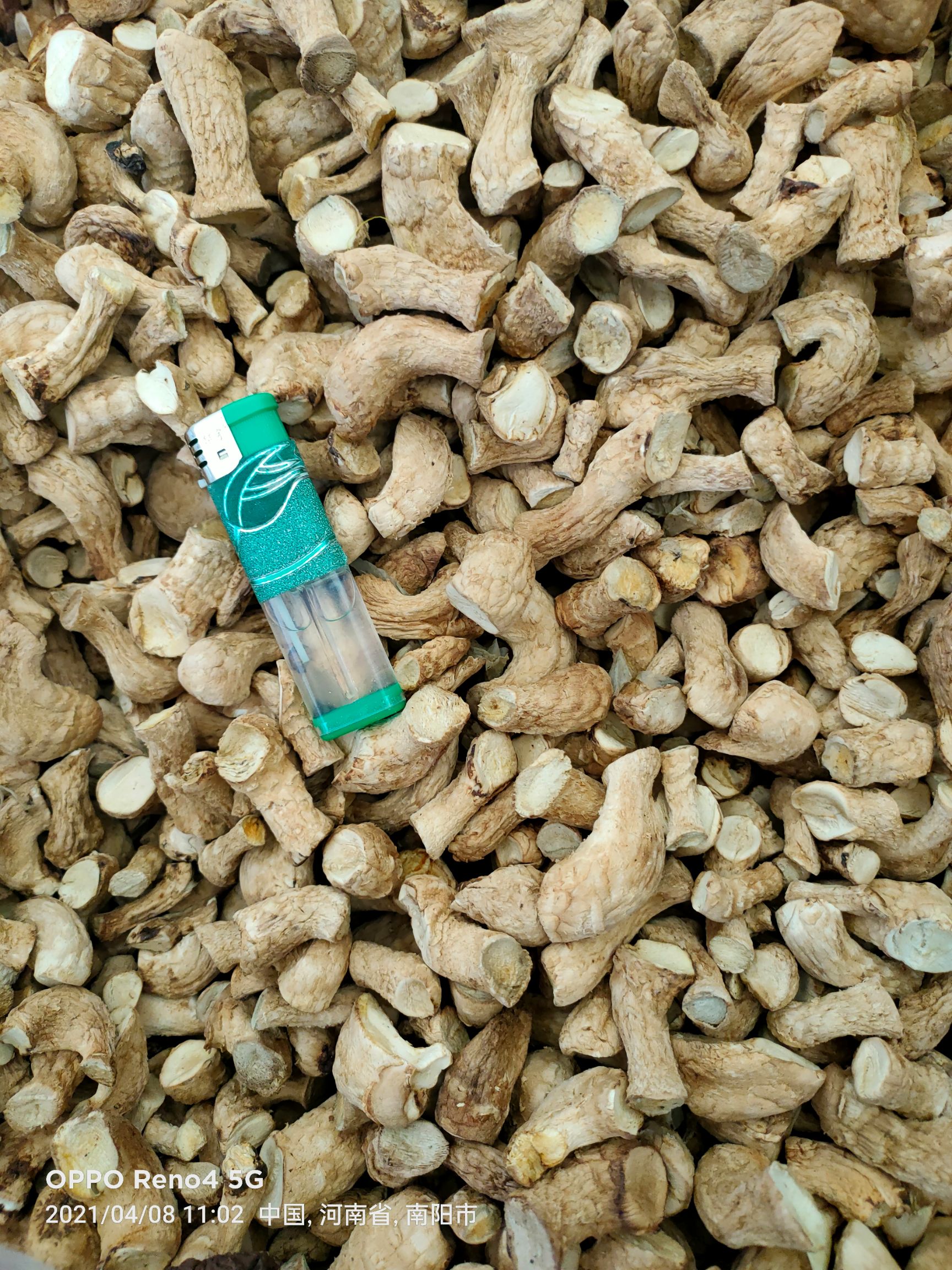 香菇脚干货长期供应香菇脚手挑货 干净无杂质98%净度厂家供应