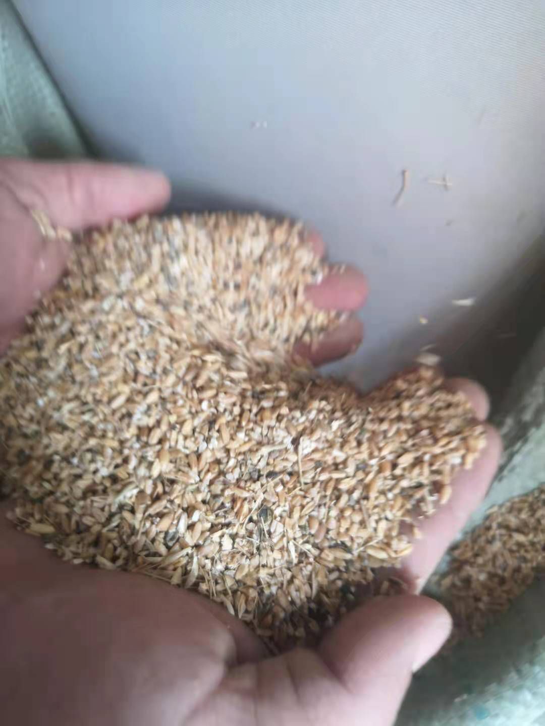 碎麦  碎小麦品质好价格低，适合牛羊猪，鸡鸭鹅，养殖专用！！