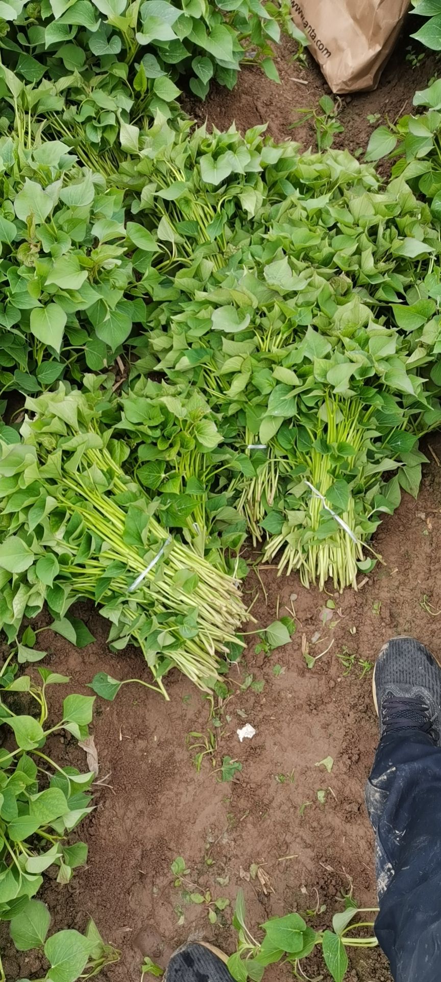 秦薯5号红薯苗（原种） ≥98% ≥90%