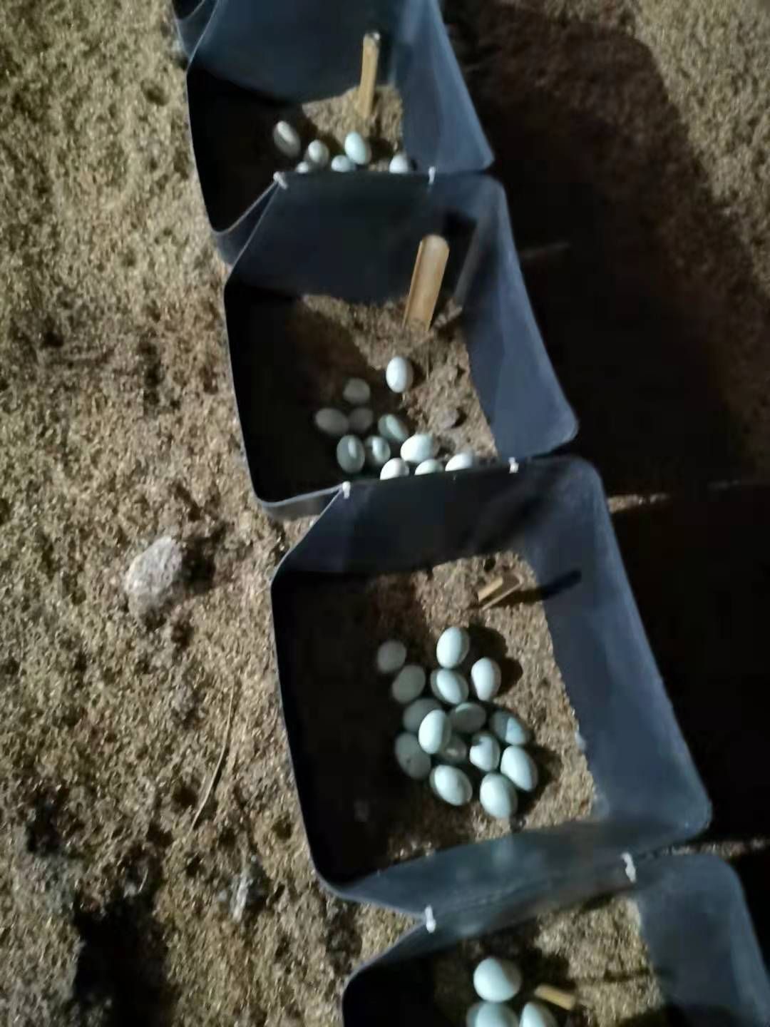 鸭蛋 鲜鸭蛋 青壳鸭蛋 红心蛋 蛋品干净 质量上乘 长期供应