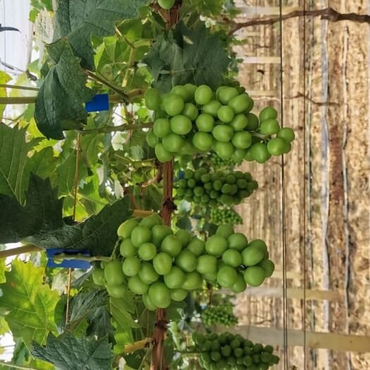 广州 阳光玫瑰葡萄6月底成熟