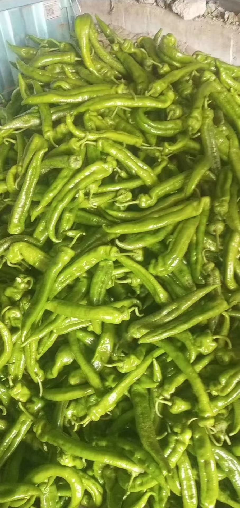 牛尖椒大量上市