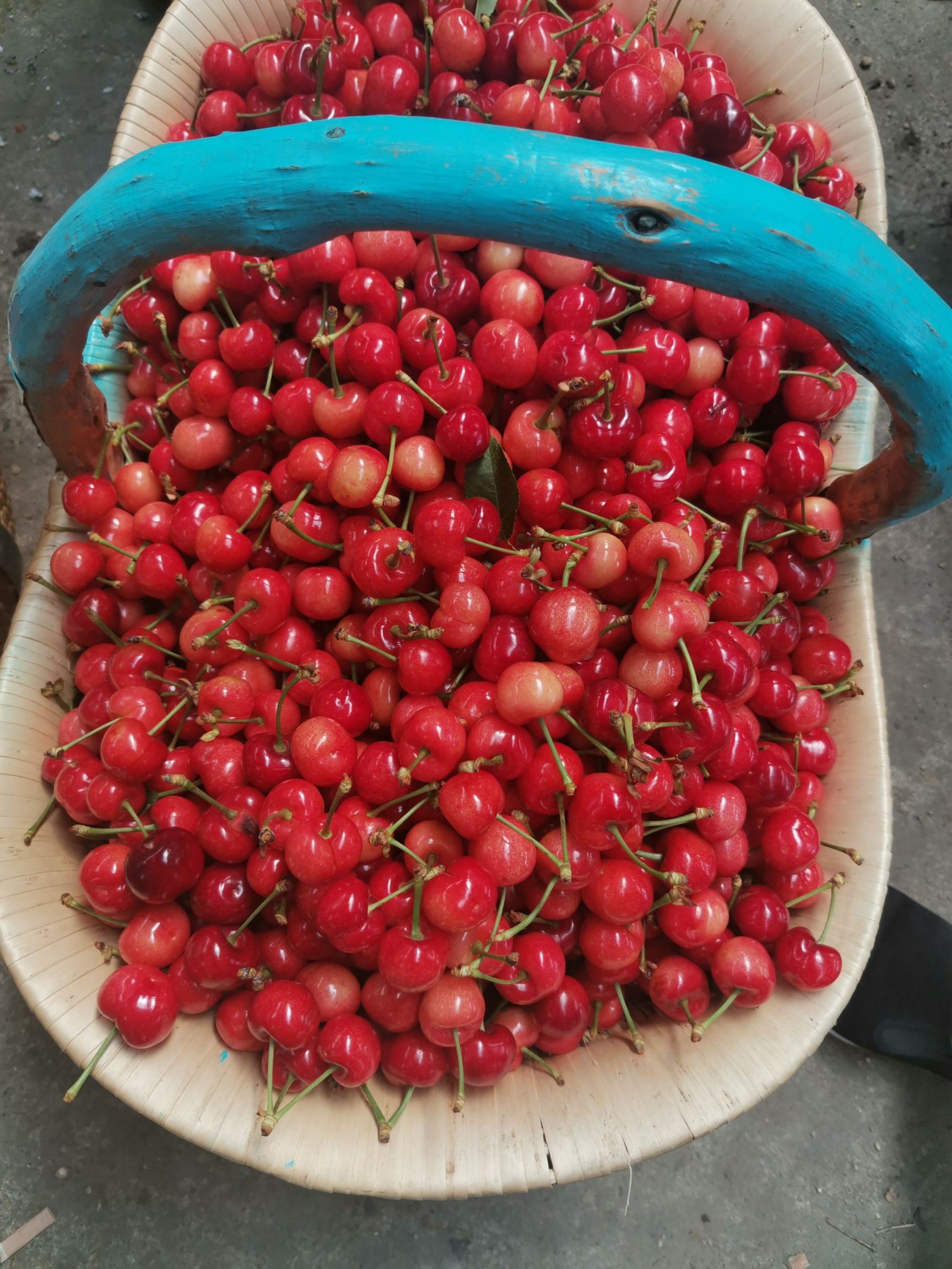 早大果樱桃  自家樱桃，便宜销售，量大更优！