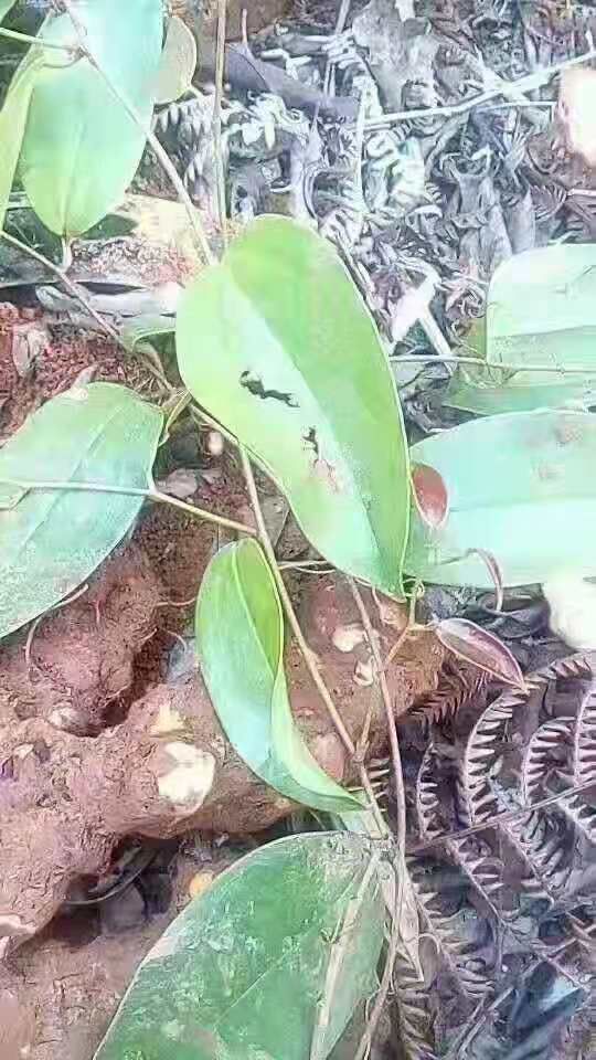 白肉土茯苓新鲜粉质土茯苓鲜货