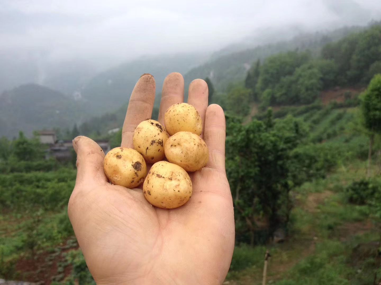 迷你土豆 恩施富曬小土豆