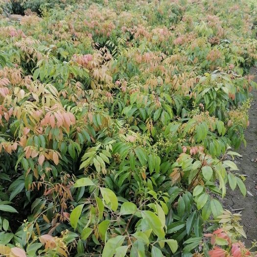 容县石峡龙眼苗  石峡，四季 早熟龙眼苗，果甜二年开花结果产量高易管理
