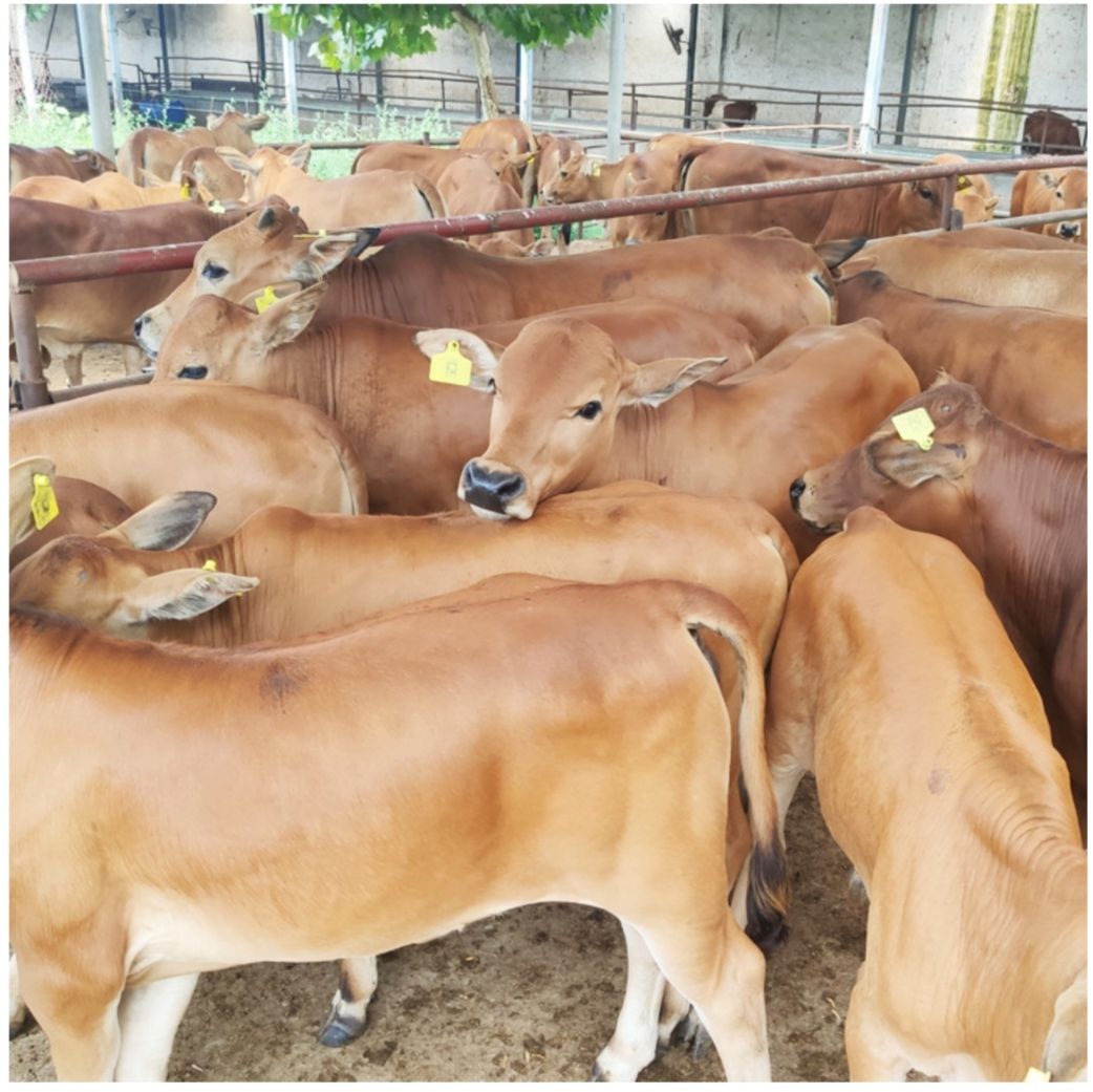 鲁西黄牛牛犊3-6月龄 厂家直供 一手货源 赠送粉碎机