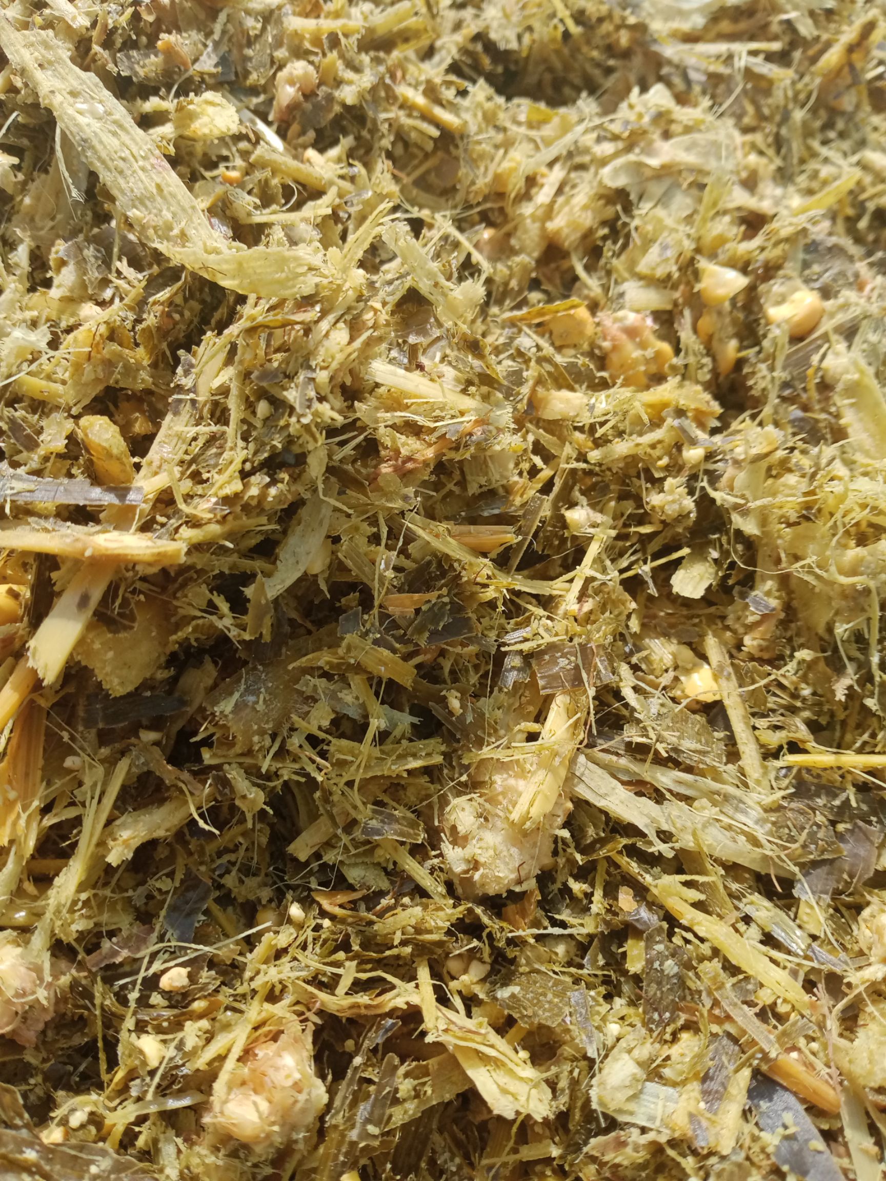 玉米青贮 大量出售散货和打包好的带棒青储草需要的抓紧时间