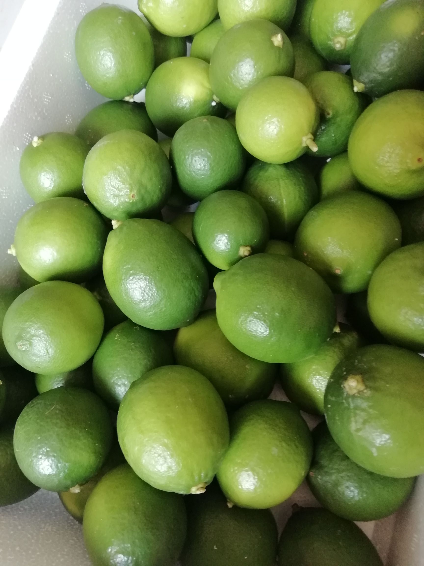 青柠苗  无籽青柠檬苗 香水柠檬塔西提无籽柠檬四季结果