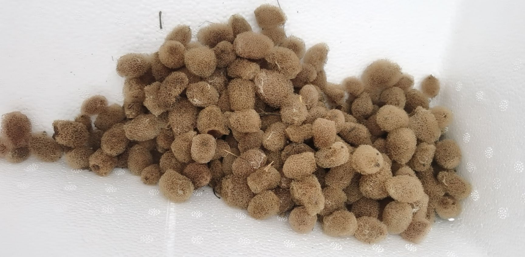 水蛭卵茧幼苗青年苗种蛭宽体金线蛭养殖技术资料量大送开口料