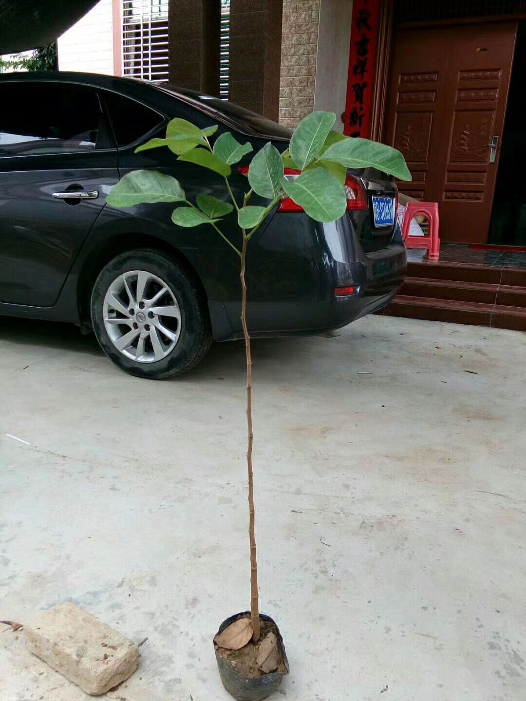 小叶紫檀盆栽  檀香紫檀(俗称小叶紫檀)树苗