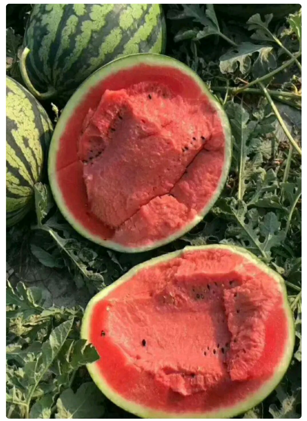 甜王西瓜  西瓜 甜王瓜 吊篮 8424瓜