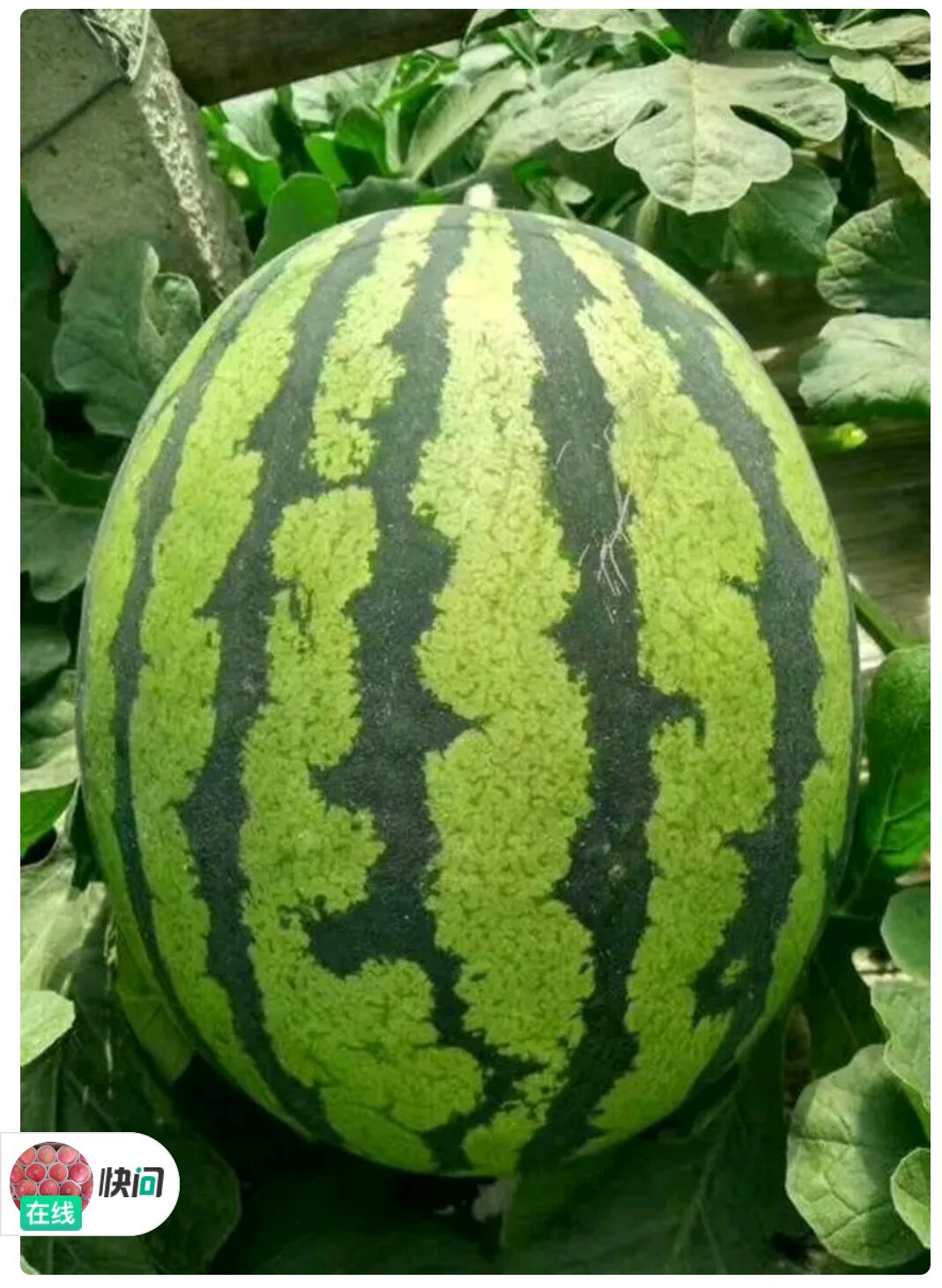 甜王西瓜  西瓜 甜王瓜 吊篮 8424瓜