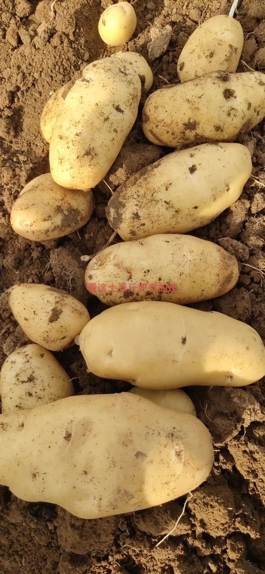 荷兰土豆  精品山东黄心土豆，货源充足，当天收发